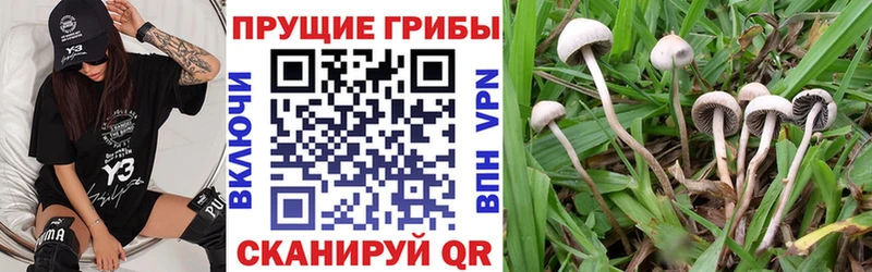 купить закладку  Апшеронск  Псилоцибиновые грибы мухоморы 