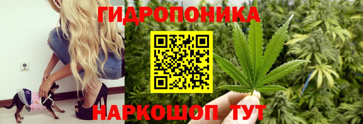 МАРИХУАНА сатива Апшеронск